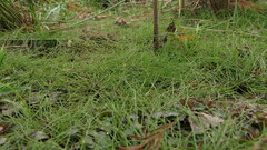 Eleocharis baldwinii