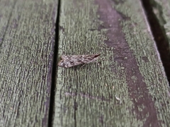 Eudonia truncicolella