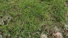 Eleocharis baldwinii