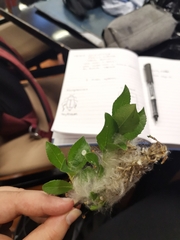 Salix herbacea