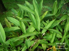 Heliconia subulata