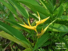 Heliconia subulata