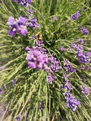 Bombus