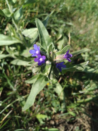 common alkanet (Anchusa officinalis)