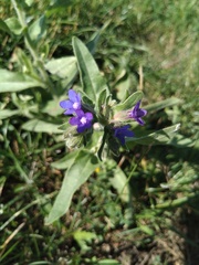 Common Bugloss (Anchusa officinalis)