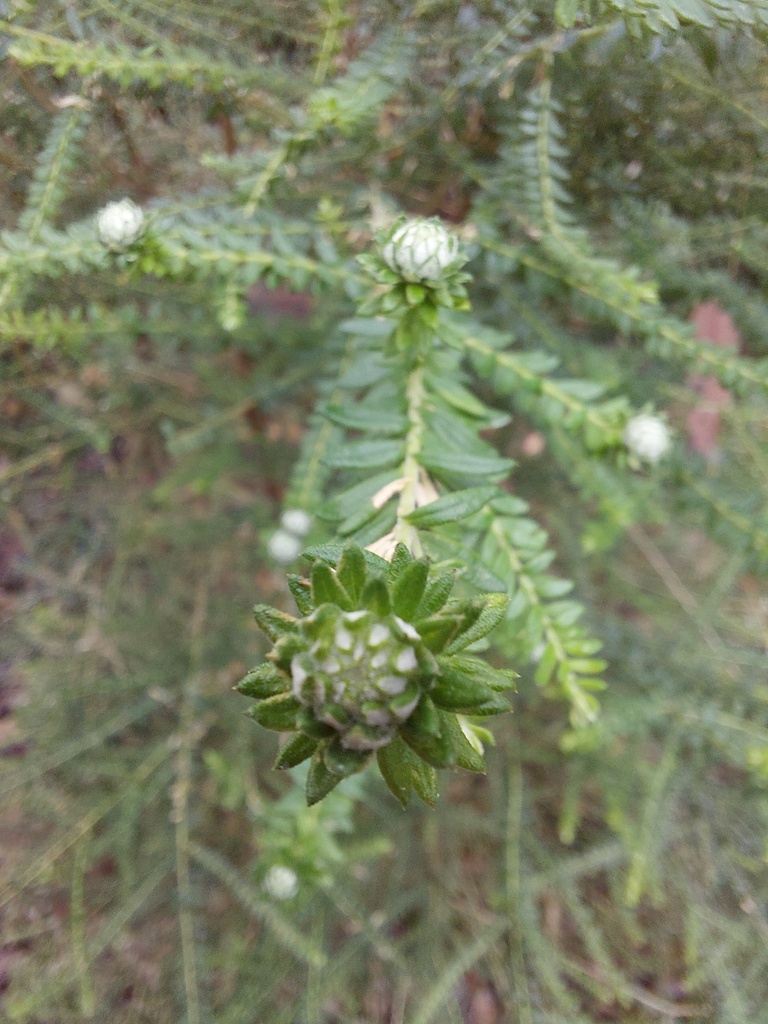 Ozothamnus in July 2022 by Sandy Robertson Faunabytes Ecological ...
