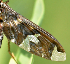 Exoprosopa decora