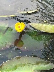 Nuphar microphylla