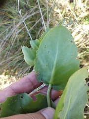 Hylotelephium maximum maximum