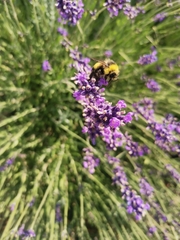 Bombus