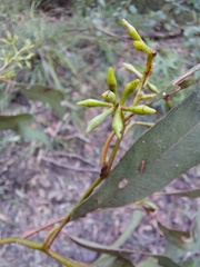 Eucalyptus taurina