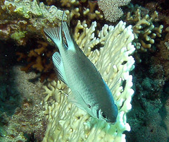 Amblyglyphidodon indicus