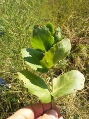 Hylotelephium maximum maximum