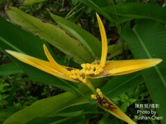 Heliconia subulata