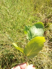 Hylotelephium maximum maximum