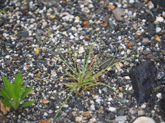 Ixeris tamagawaensis