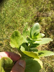 Hylotelephium maximum maximum