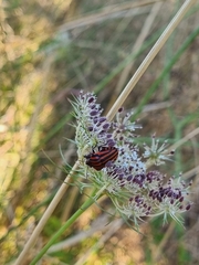 Graphosoma italicum italicum