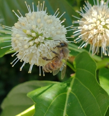 Apis mellifera