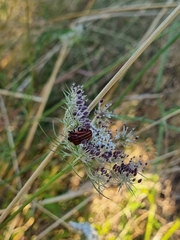 Graphosoma italicum italicum