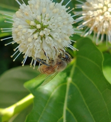 Apis mellifera