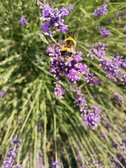 Bombus