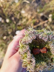Graphosoma italicum italicum