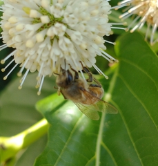Apis mellifera