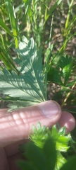 Potentilla chrysantha