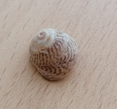 Steromphala cineraria