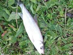 Leuciscus