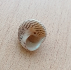 Steromphala cineraria