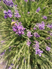 Bombus
