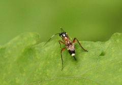 Goryphus basilaris