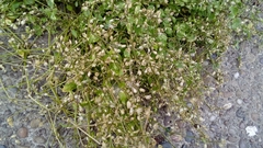 Angiospermae