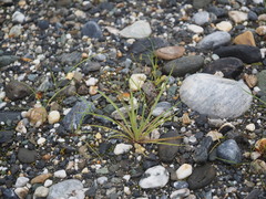 Ixeris tamagawaensis