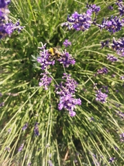 Bombus