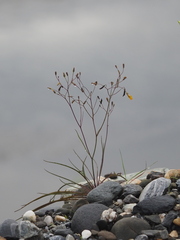 Ixeris tamagawaensis