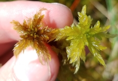 Sphagnum majus