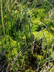 Sphagnum majus