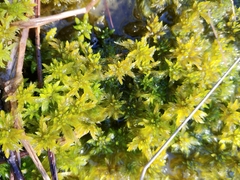 Sphagnum majus
