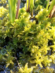 Sphagnum majus