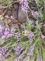 Bombus