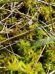 Sphagnum majus