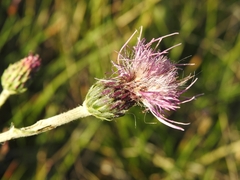 Cirsium tuberosum