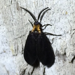 Acoloithus falsarius