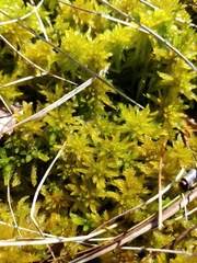Sphagnum majus