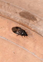 Orius laevigatus