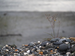 Ixeris tamagawaensis