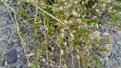 Angiospermae